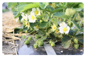 いちごの花と緑の実